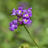 蛾蝶花