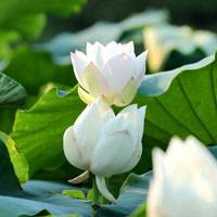 花菖蒲