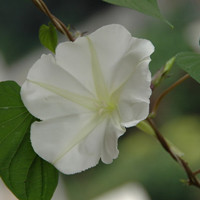 管花马兜铃